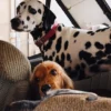AMV DOGS dog collar Reference: COLLIERCHIENH26