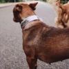 AMV DOGS dog collar Reference: COLLIERCHIENH26