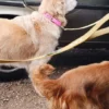 AMV DOGS dog collar Reference: COLLIERCHIENH26