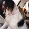 AMV DOGS dog collar Reference: COLLIERCHIENH26