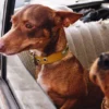 AMV DOGS dog collar Reference: COLLIERCHIENH26