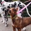AMV DOGS dog collar Reference: COLLIERCHIENH26