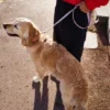 AMV DOGS dog leash Reference: LAISSECHIENH26
