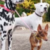 AMV DOGS dog leash Reference: LAISSECHIENH26