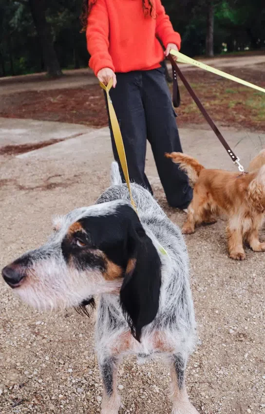 AMV DOGS dog leash Reference: LAISSECHIENH26